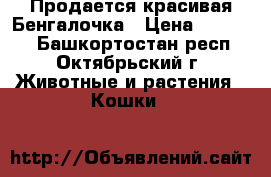 Продается красивая Бенгалочка › Цена ­ 30 000 - Башкортостан респ., Октябрьский г. Животные и растения » Кошки   